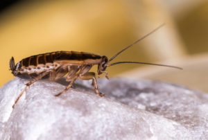 Why You Can’t Keep Cockroaches Out of Your Home – Local Records Office