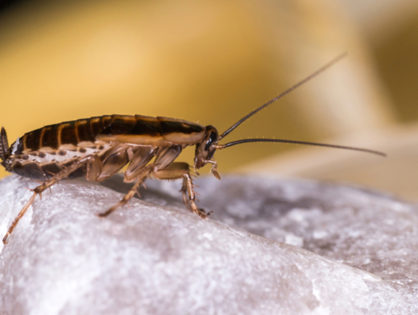 Why You Can’t Keep Cockroaches Out of Your Home (VIDEO)