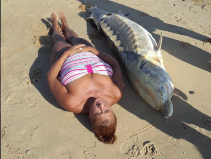 6-feet-long Sturgeon fish has been found on a Norfolk beach in VA (PICTURES)