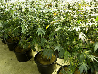 More Massachusetts marijuana retailers are getting the green light