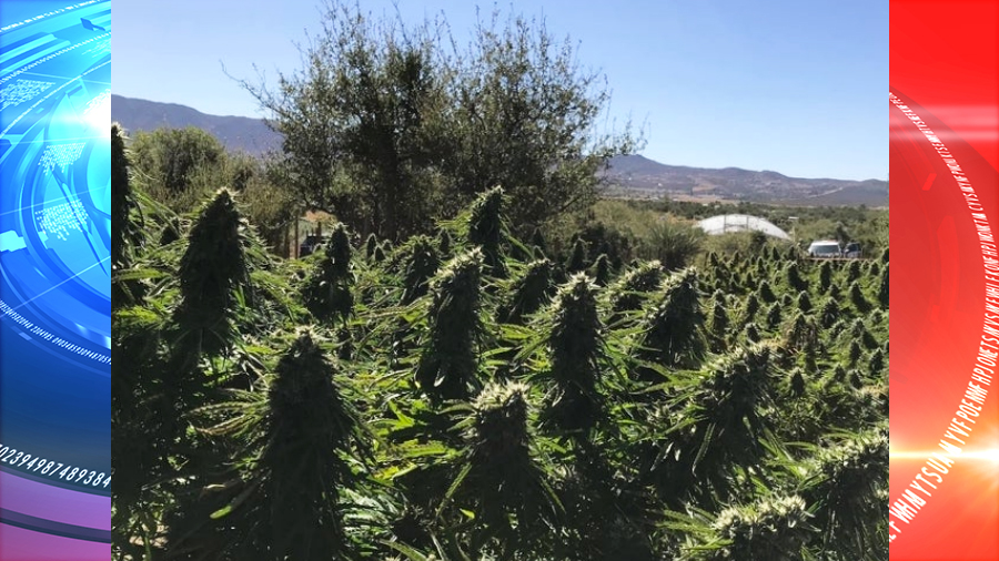 Over 12 tons of illegal marijuana seized from 2 local residents in San Diego County