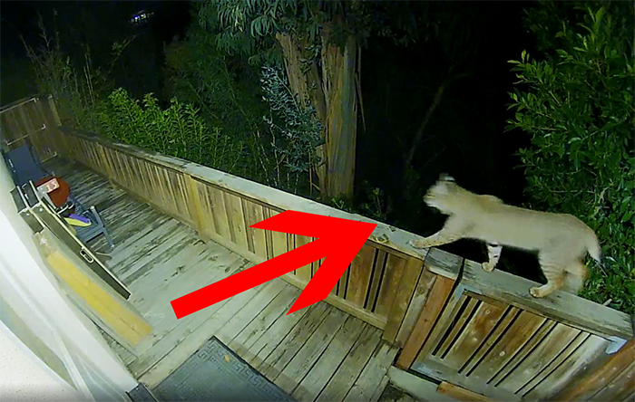 Bobcat surprises La Jolla family (VIDEO)